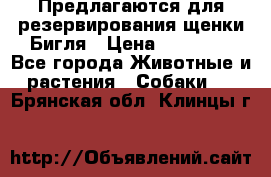 Предлагаются для резервирования щенки Бигля › Цена ­ 40 000 - Все города Животные и растения » Собаки   . Брянская обл.,Клинцы г.